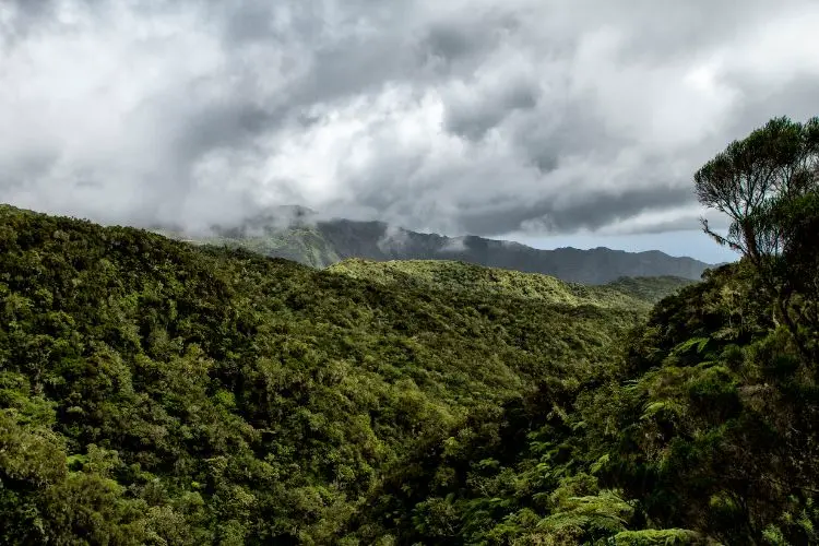Une vue panoramique sur la Forêt Verte, île de La Réunion.