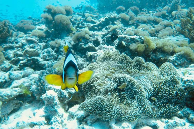 Plongée sous-marine à Zanzibar : rencontre avec un poisson clown