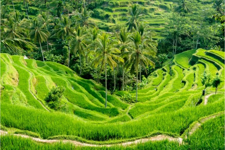Paysage de rizière en terrasse en contre-plongée à Bali