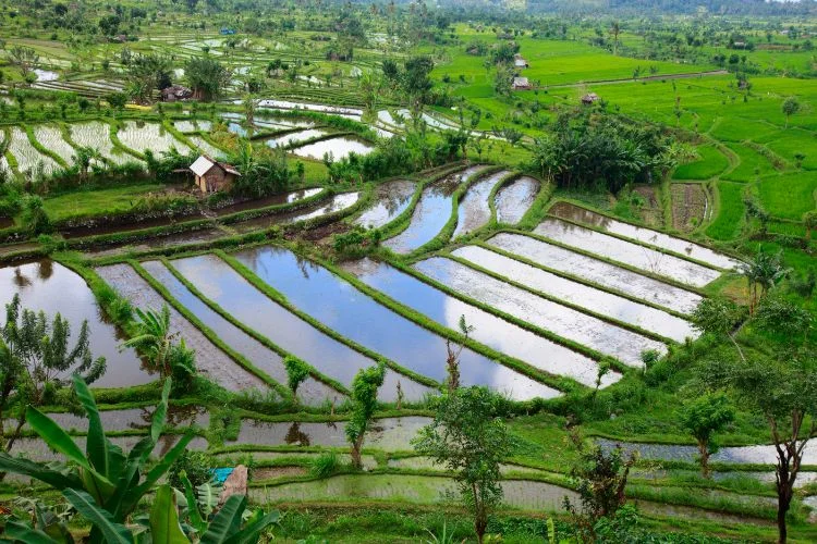 Paysage de rizière en terrasse dans le centre de Bali