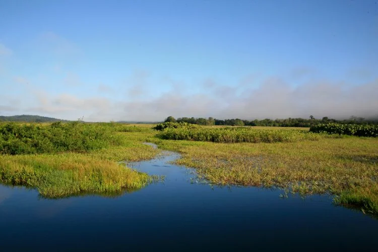 Un paysage du marais de Kaw en Guyane française.
