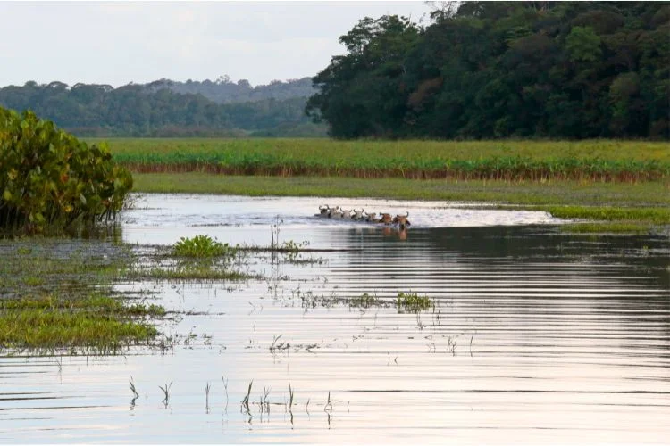Des zébus qui traversent le marais de Kaw en Guyane.