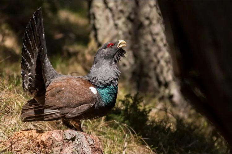 Un Grand Tétras en pleine nature