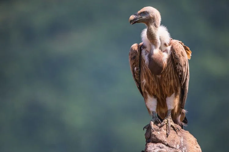 Un vautour fauve adulte perché sur un rocher