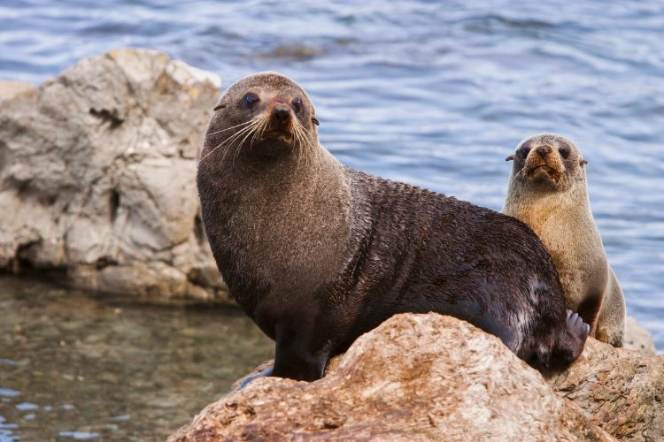 Deux phoques dans leur habitat naturel représentant la faune dans les fjords en Suède