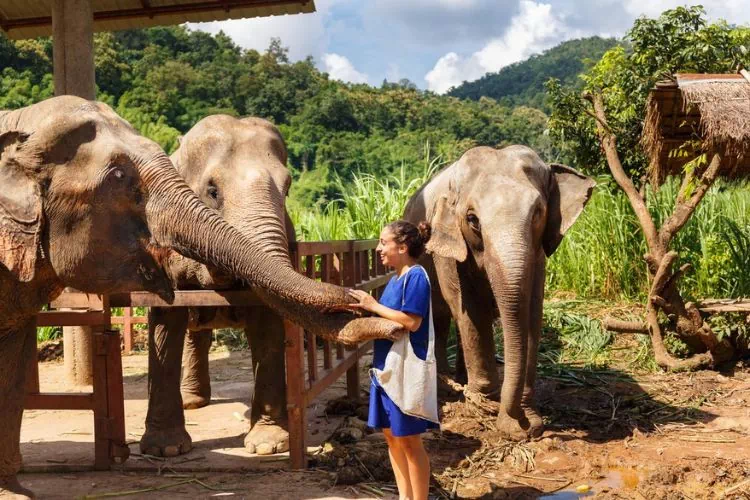 Femme avec des éléphants d'Asie