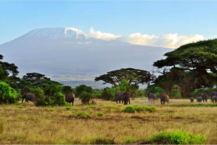 Le parc national d'Amboseli au Kenya
