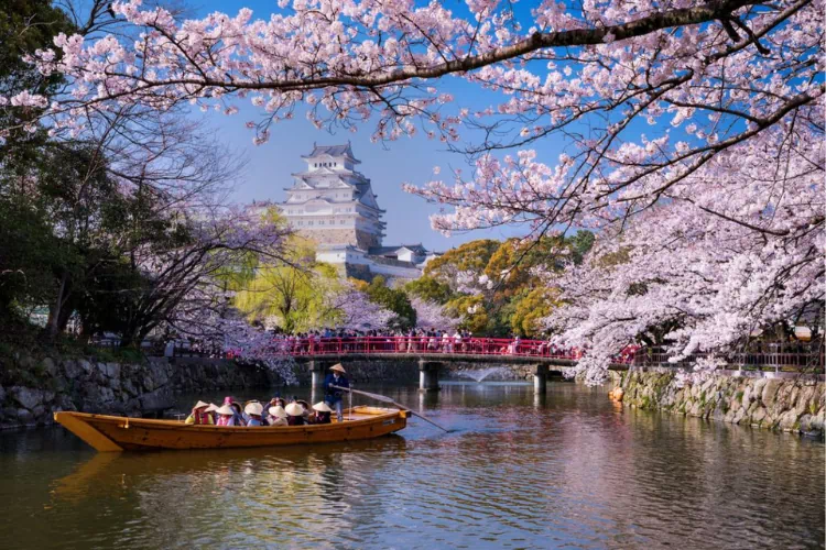 Beau paysage montrant des sakuras (cerisiers) fleuris au bord un lac au Japon