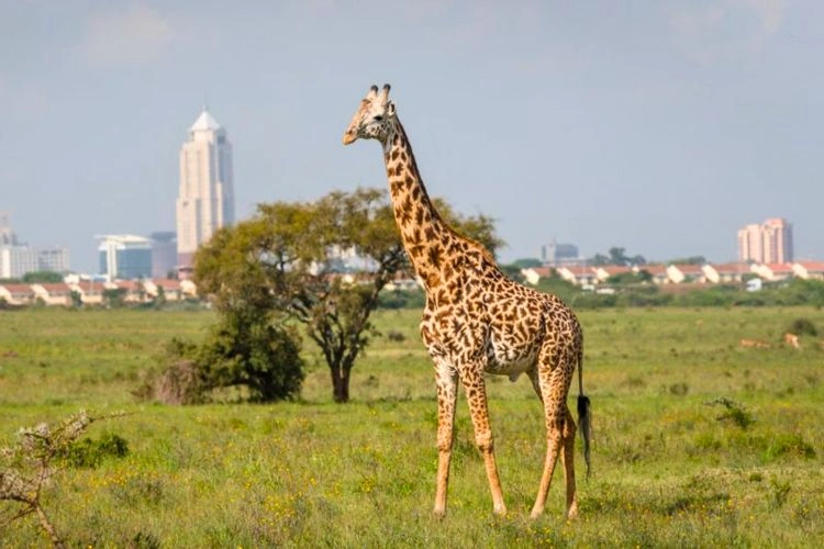 Vu sur la ville de Nairobi avec une Girafe